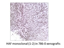 MilliporeSigma HAF/SART1, Mouse, Unlabeled, Clone: 1-2, 100&mu;L; Unlabeled:Antibodies,